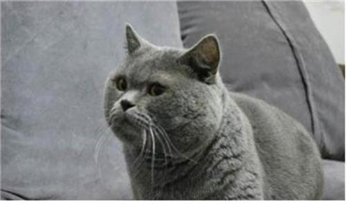 狗驱虫药可以给猫吃吗