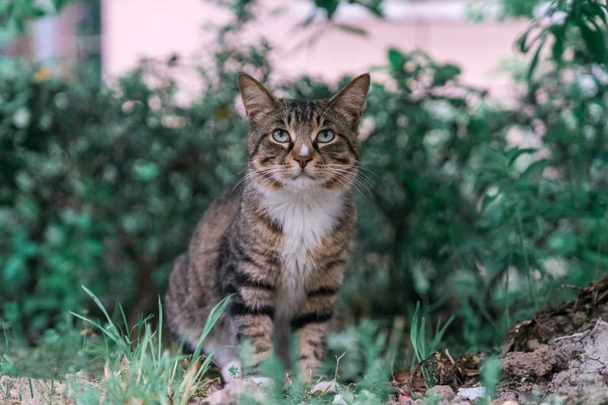 狸花猫呕吐怎么办