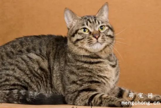 狸花猫智商高吗？
