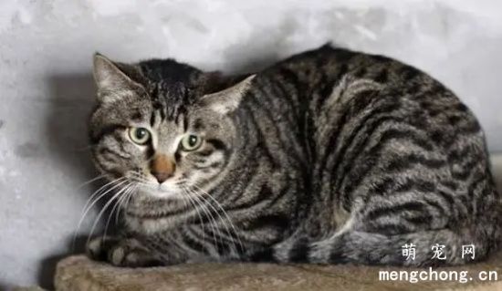 狸花猫的寿命有多长?(狸花猫变老的特征)