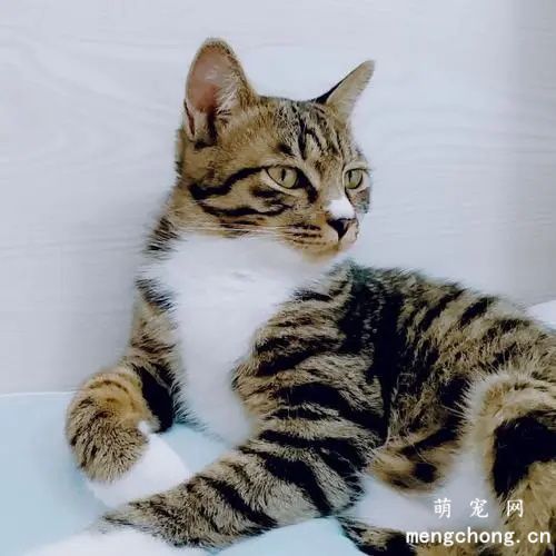 狸花猫的缺点和优点