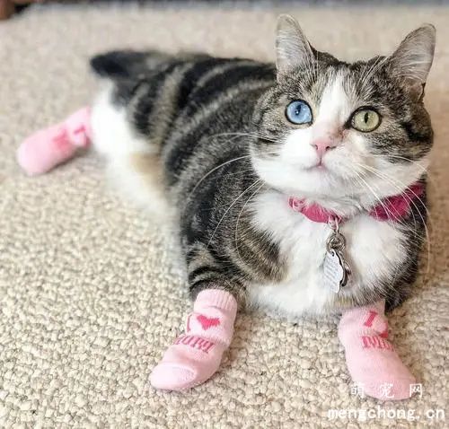 狸花猫的缺点和优点