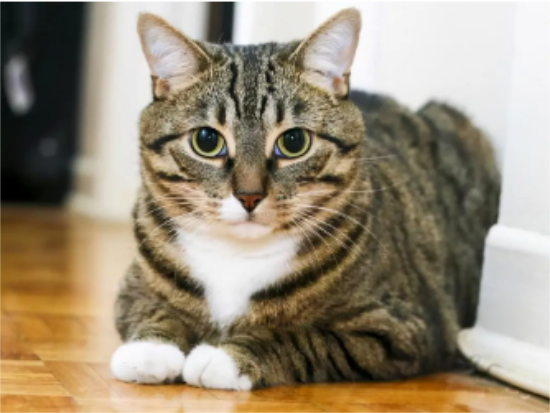 狸花猫认主人的表现？