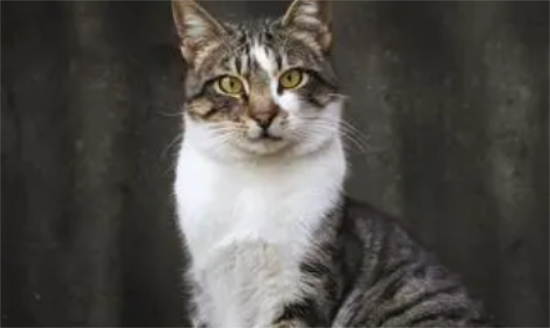 狸花白肚子是啥猫