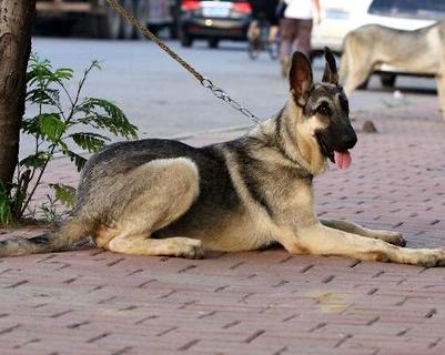 狼青犬几钱一只？佳养吗？