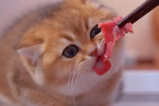 猫2个月可以吃肉吗