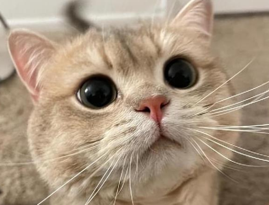猫一个劲的嗷嗷叫是为什么