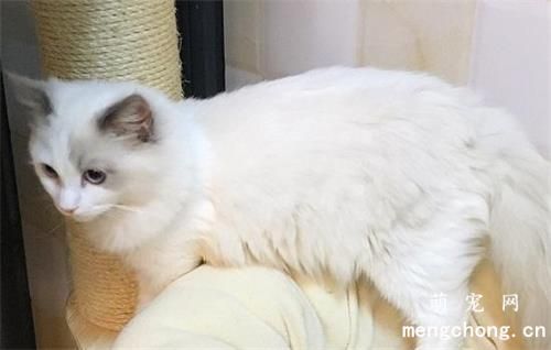 猫一到晚上就特别疯是为什么？