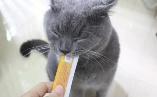 猫一天可以吃几条猫条