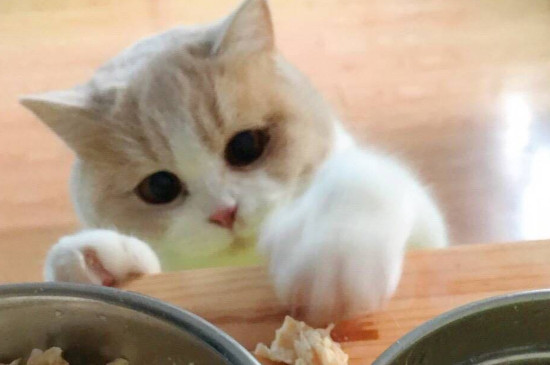 猫成天吃几，猫天天吃几猫粮