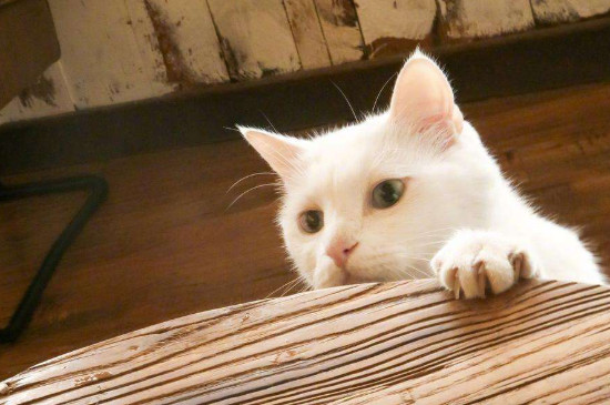 猫成天吃几，猫天天吃几猫粮