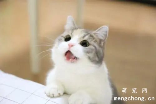 猫一天没拉屎正常吗