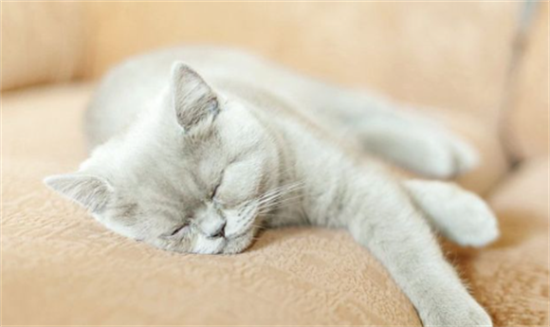 猫一天睡几个小时