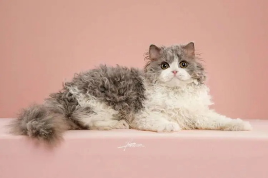 猫一生会认几个主人？