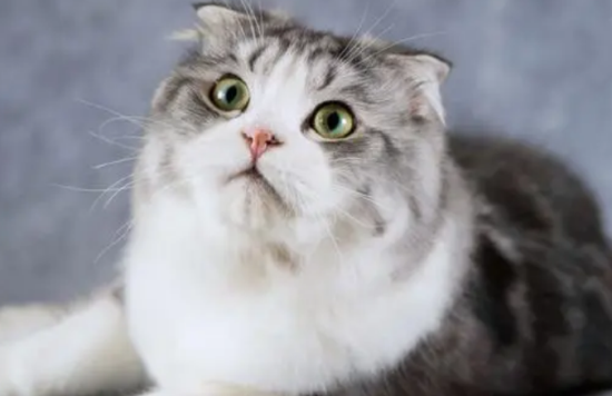 猫一生认几个主人？