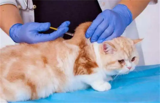 猫一生需要打几次疫苗