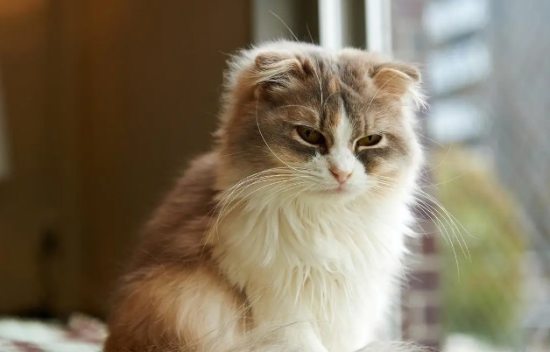 猫一直上我床怎么解决