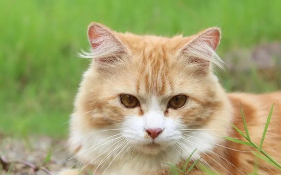 猫一直打滚的原因