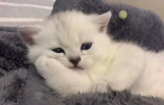 猫一直有呼噜声没停过