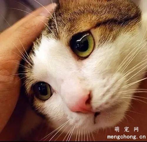 猫一直用头蹭人是为什么