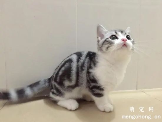 猫三联3针和2针的区别？