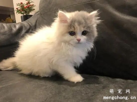 猫三联可预防哪些病?