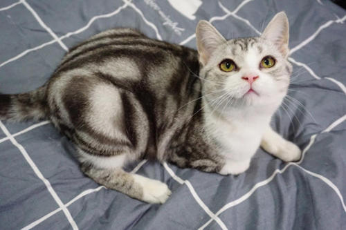 猫三联抗体检测多少合格