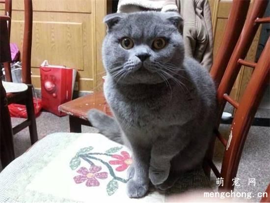 猫三联是什么疫苗？