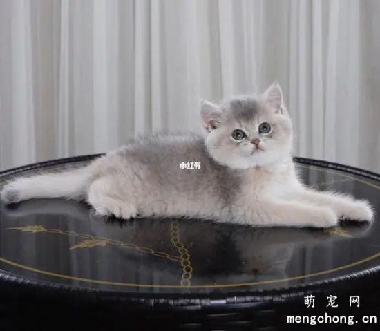 猫不吃化毛膏会死吗