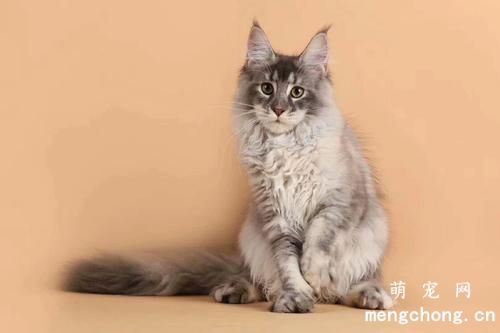 猫不吃化毛膏可以吗?