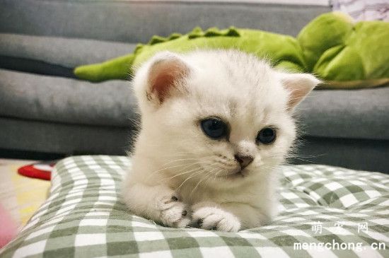 猫不在窝里睡觉怎么办