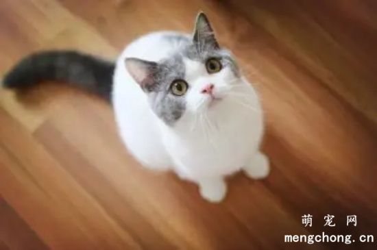 猫不小心吃了塑料怎么办