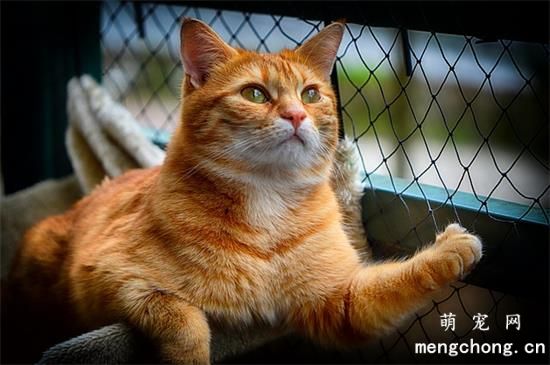 猫不拉屎的原因是什么