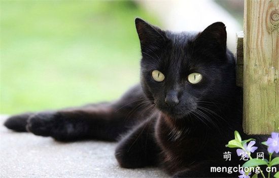 猫不能吃什么?