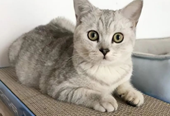 猫丢了怎么办