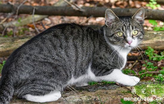 猫丢了找不到了怎么办