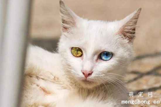 猫丢了找回来的巧方法