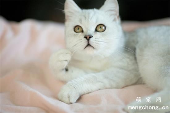 猫两岁了还能打疫苗吗