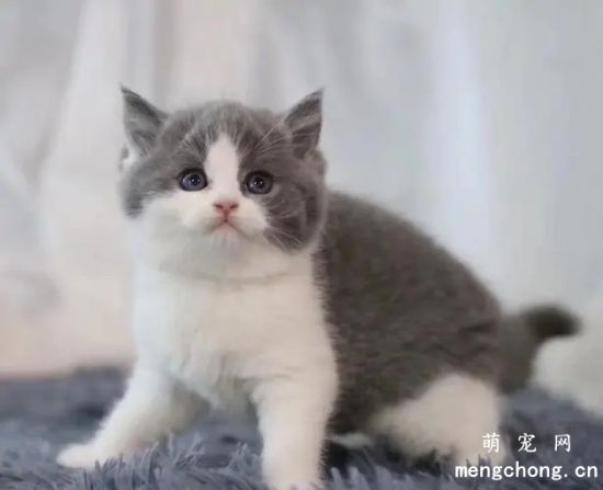 猫中暑可以吃藿香正气吗？