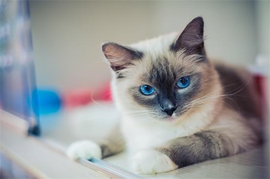 猫临死前症状有哪些？