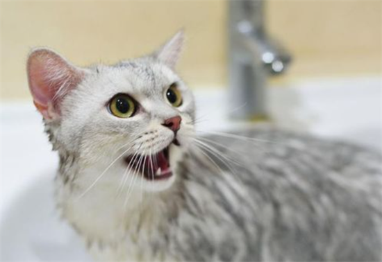 猫为什么不喜欢和人玩?
