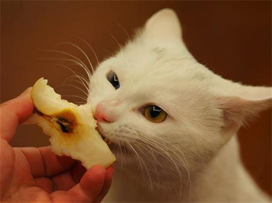 猫为什么不喜欢橘子的味道?
