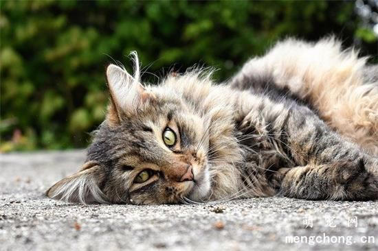 猫为什么不能喝牛奶但羊奶可以？