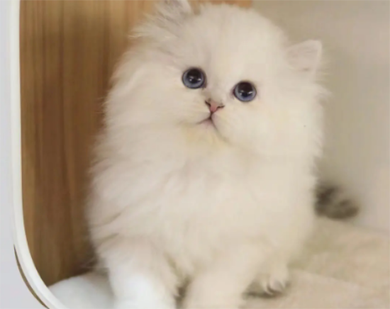 猫为什么会哭 猫咪哭是因为情感吗
