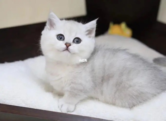 猫为什么会闻人的鼻子