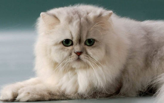 猫为什么反复感冒