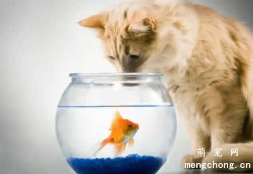 猫为什么喜欢吃鱼?背后的真相你都清楚吗?