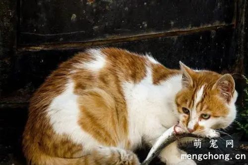 猫为什么喜欢吃鱼?背后的真相你都清楚吗?