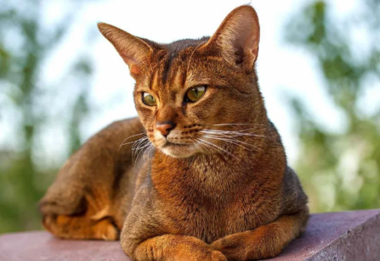 猫为什么喜欢揣手手?