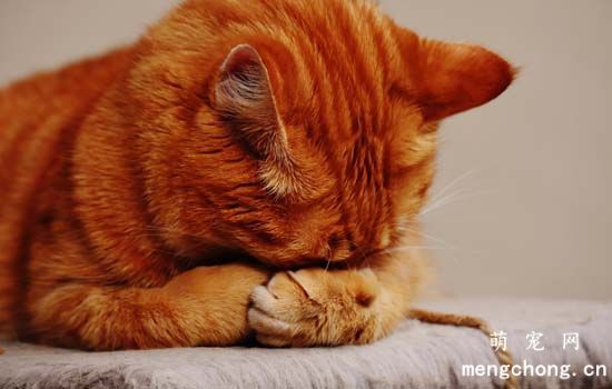 猫为什么喜欢睡觉